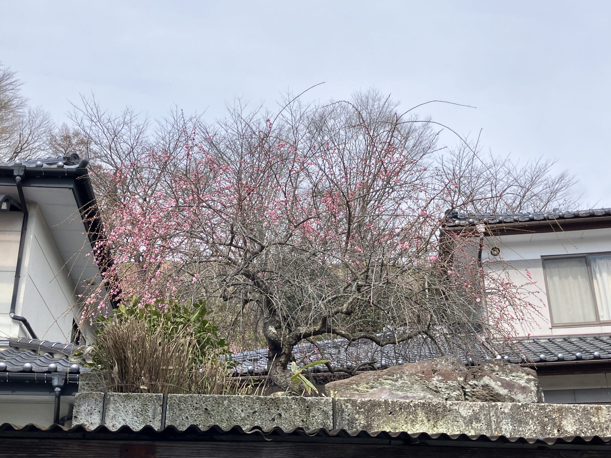 春がそこまで･･･（*^_^*）