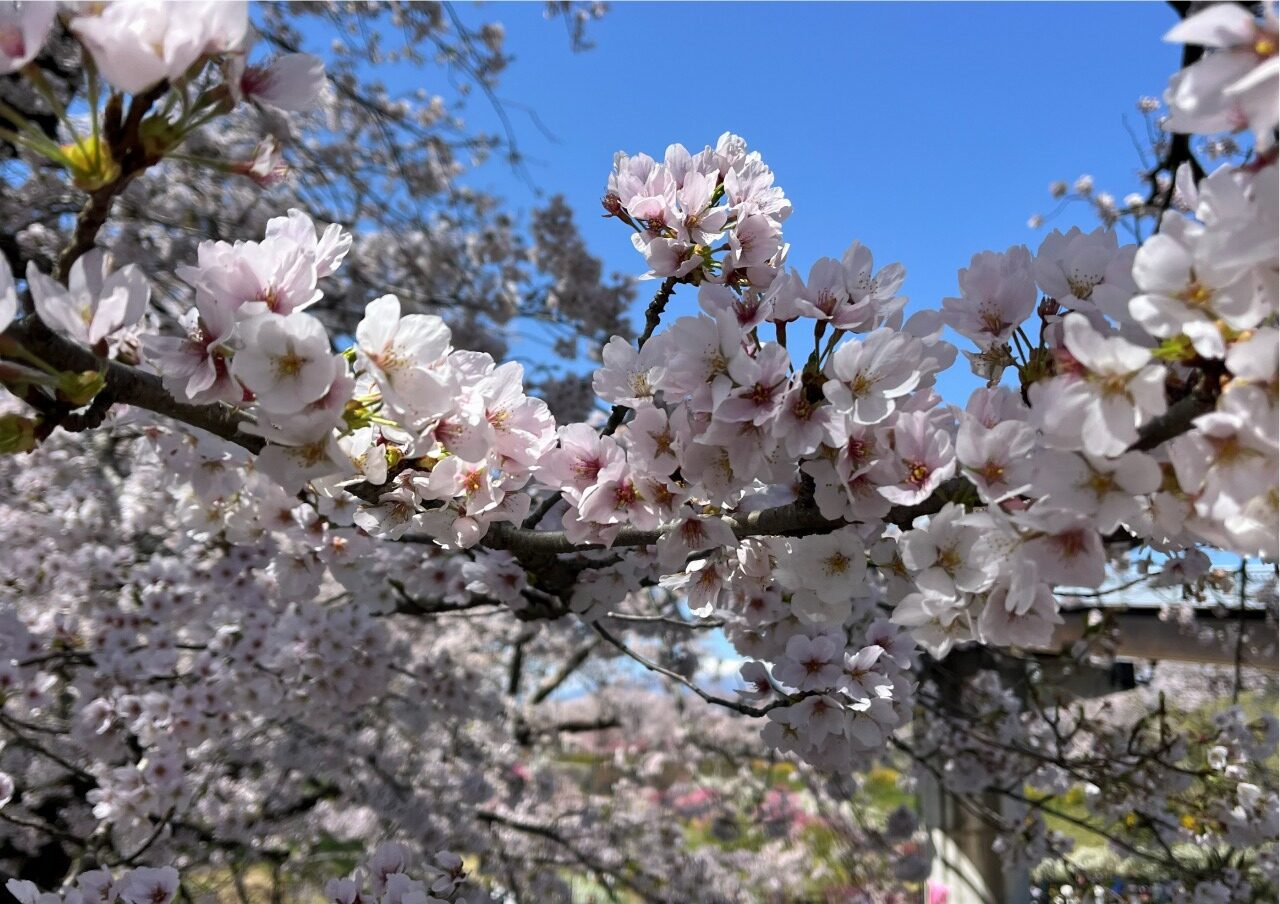 桜満開！！内装工事で気分心機一転はどうですか？施工事例ご紹介